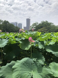 荷花 荷叶