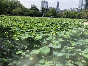 荷塘 荷叶