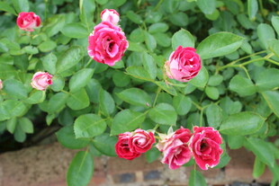月季花 