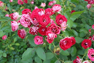 月季花 