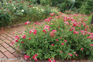 月季花  