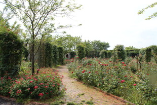 月季花  