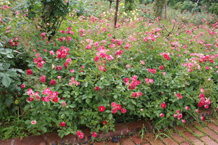 月季花  