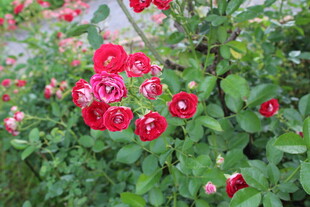 月季花  