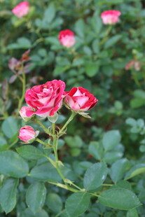 月季花  
