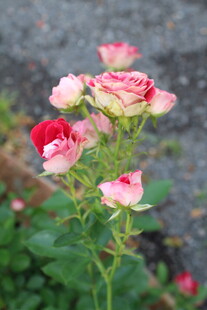 月季花  