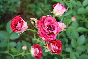 月季花 
