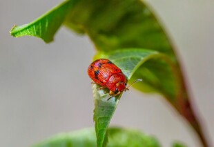 绿叶上的红色甲虫