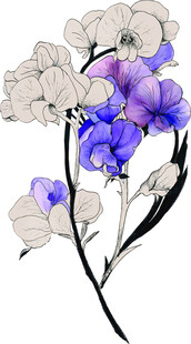 紫色花卉插画