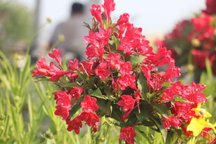锦带花
