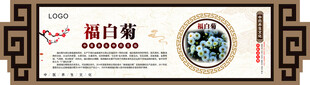 中医药材福白菊