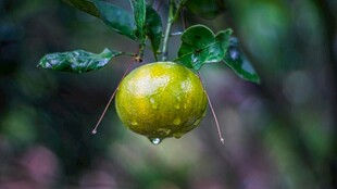 雨中挂水珠的青苹果