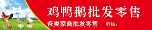 鸡鸭鹅批发零售展板  