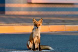 独坐街头的机敏小狐狸