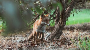 树下站立的机敏小狐狸