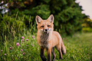 草地上的机灵小狐狸