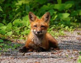 林间休憩的可爱小狐狸