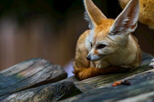 岩石上的可爱大耳狐