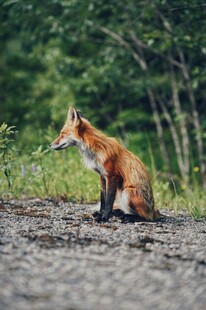 野外红狐独坐