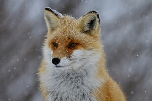 雪地中的红狐狸