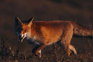 野外行走的红狐狸