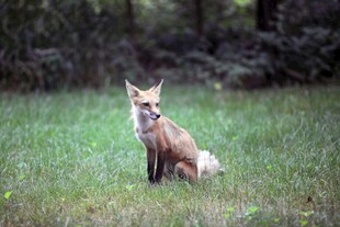 草地上的红狐狸