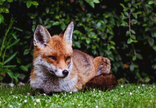 草地上休憩的红狐狸