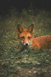 草地上休憩的红狐狸