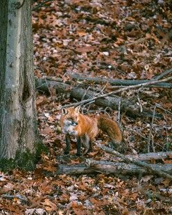 林间狐狸藏身落叶之中