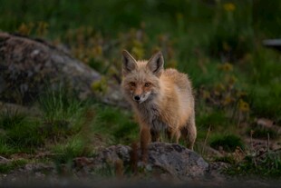 野外红狐站立于草地间