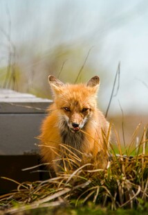 草丛中的可爱小狐狸