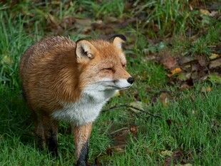 草地上的红狐狸
