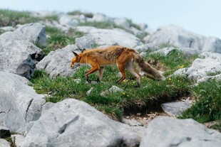 岩石间的觅食狐狸