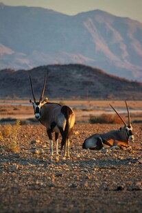 沙漠中的羚羊群