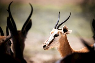 羚羊群中的特写羚羊