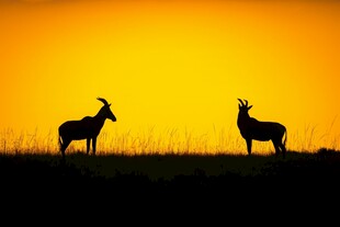 夕阳下的双鹿剪影