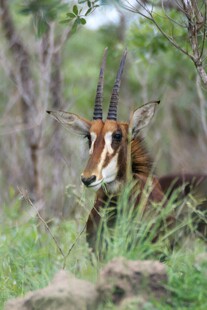 草原上的奇特羚羊