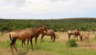 草原上的骏马群
