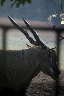 围栏内的长角野生动物