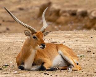 卧地休憩的长角羚羊