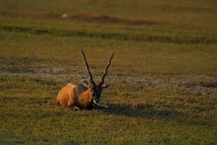 草原上休憩的长角羚羊