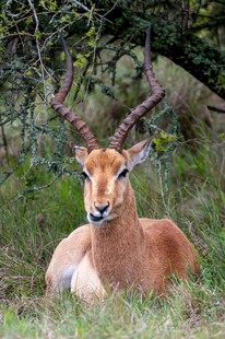 草原上休憩的羚羊