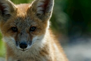 可爱小狐狸特写