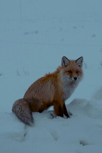 雪地中的红狐