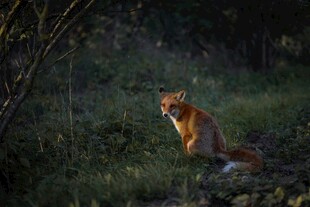 森林中站立的红狐狸