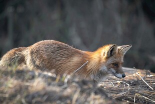 野外觅食的红狐狸