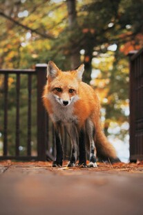 户外木台上的红狐狸