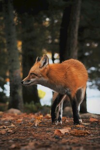 森林中漫步的红狐狸