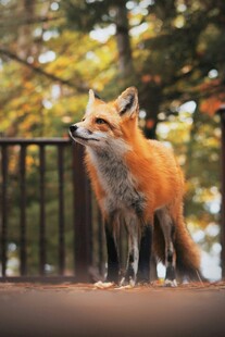 户外站立的红狐狸