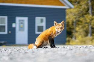 蓝屋前的红狐狸